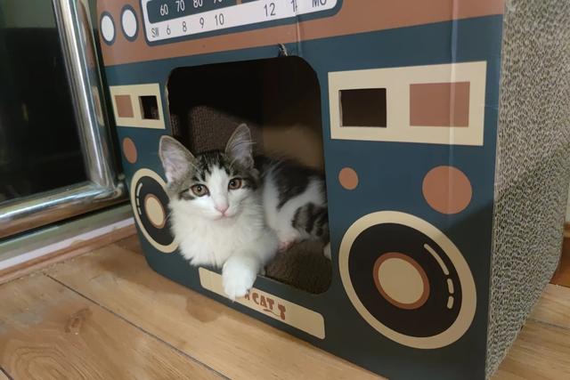 爱洗澡的猫猫 关店:为什么猫猫狗狗喜欢在主人洗澡的时候守在卫生间门口？