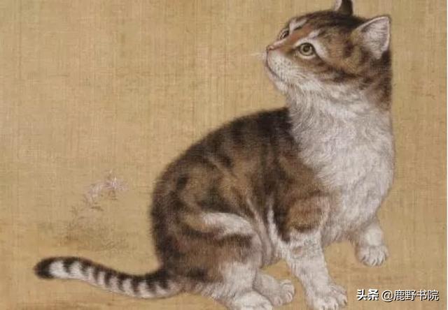 波斯猫儿:你家猫咪死了你还会养第二只猫吗？