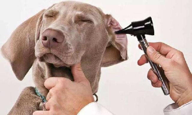 缉毒犬偷吃薯条:有哪些奇怪的动物行为，没有多少人知道？