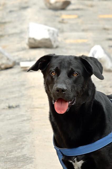 狗狗什么时候开始认主？插图23