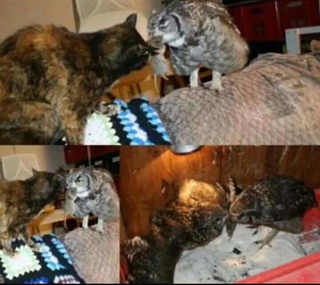 大家听过或经历过最感人的动物报恩的故事是什么？插图13