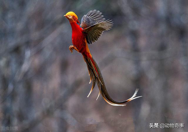 发现凤凰鸟真实照片图片