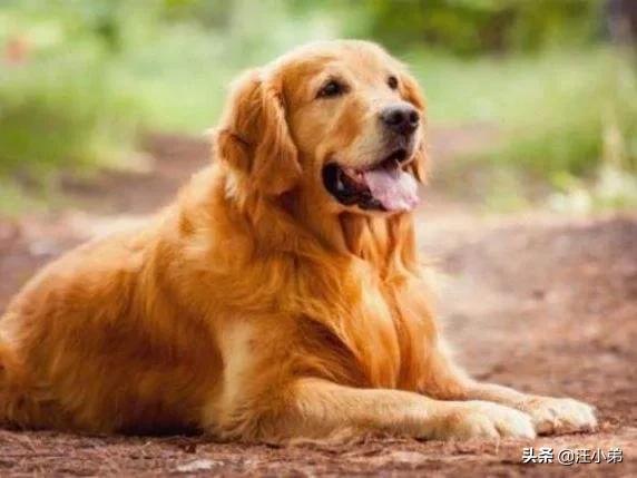 金毛犬有什么缺点？插图28