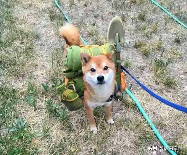 大家听过或经历过最感人的动物报恩的故事是什么？插图24