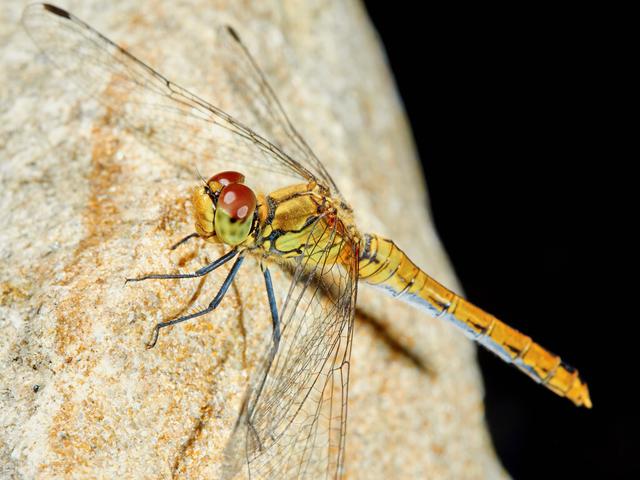 揭晓恐龙的秘密，蜻蜓凭什么被称为飞行界王者它的身上到底有多少秘密