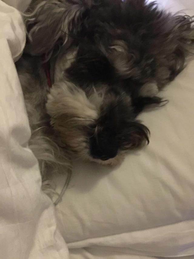 雪纳瑞犬:雪纳瑞犬的优缺点有哪些？