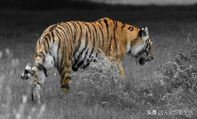 萧亚轩公开意外受伤照片:为什么动物吃生肉不会生病，但是一受伤却容易感染造成死亡