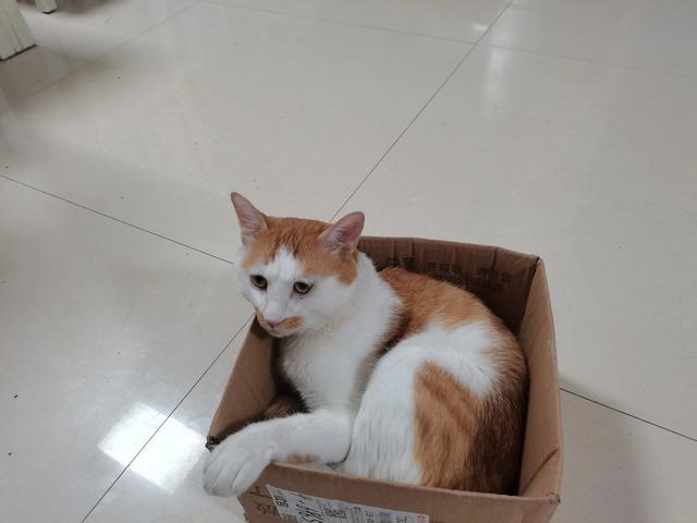 银渐层猫:银渐层猫贵贱看尾巴 家养银渐层皮肤反复出问题，已花费3千多，该不该继续治下去？