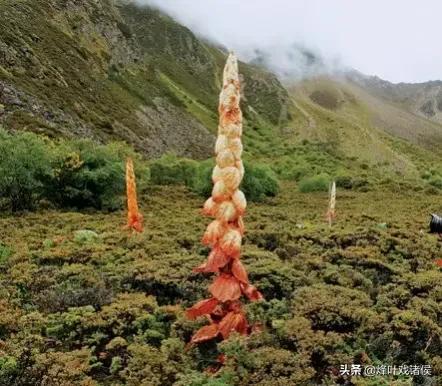 今年喜马拉雅山帝王花图片:喜马拉雅山400年一见的帝王花 有一种兰花叫“鬼兰”，一朵花能换一套房子，是真的吗？