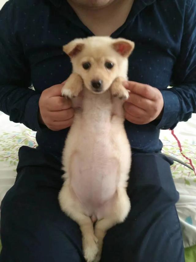 你见过狗狗做过最可爱的事是什么？插图9