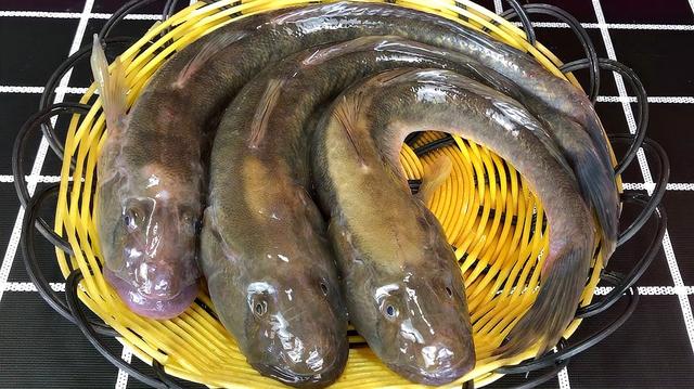 为什么有人说鲶鱼是最脏的鱼？
