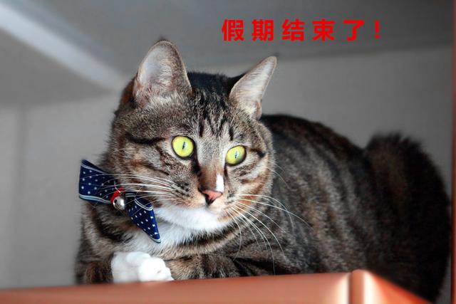 哪种宠物猫最可爱？