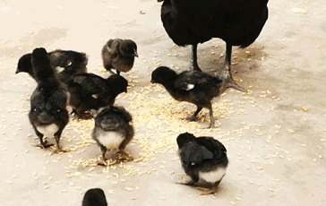 能描述一下吗?-惠修网