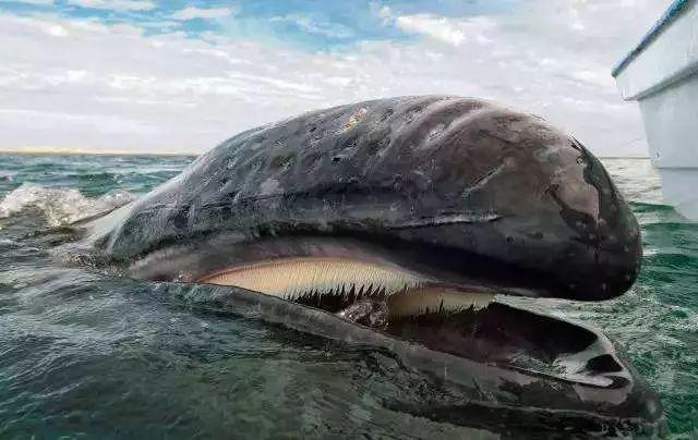 1428头海豚被赶入法罗群岛遭捕杀，一个人被鲸鱼吞进肚子，为什么手里有刀，也无法破腹逃出来
