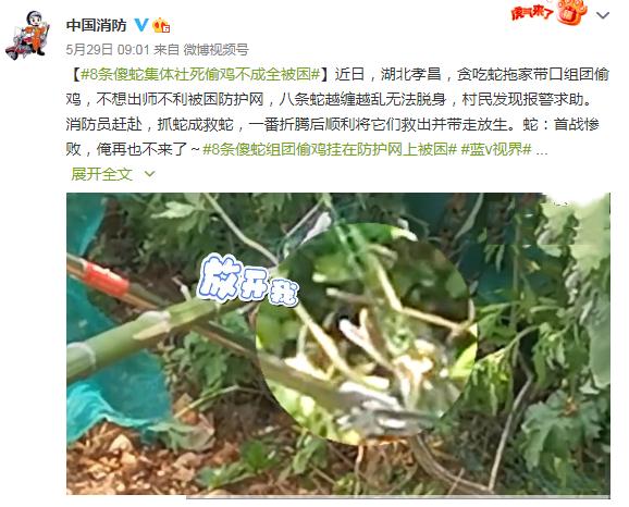 黄金球蟒:孝昌8条笨蛇一起偷鸡，打结成团解不开，给蛇打死结能解开吗？