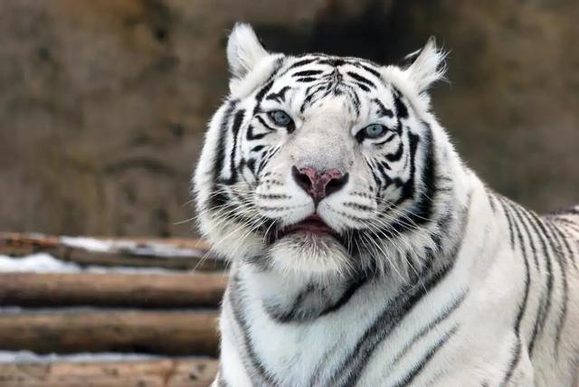 棕色大熊猫阅读答案:大熊猫变成全白色为什么？