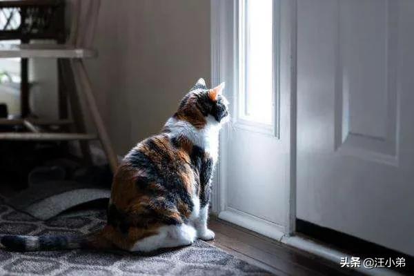 猫咪不乖by:现在的家养猫一辈子不出门对他们来说真的好吗？