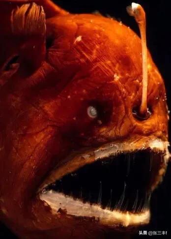 皱鳃鲨海里游泳:大海里到底存在着多少不为人知的恐怖生物？