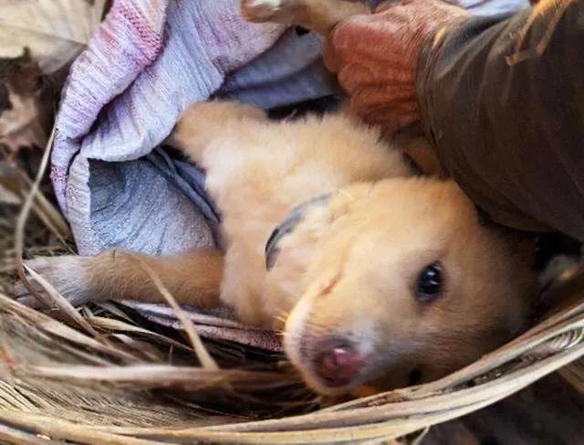 狗的寿命有多长:犬一般寿命是多少?最大能活多少岁?大型犬还是小型犬的寿命长？