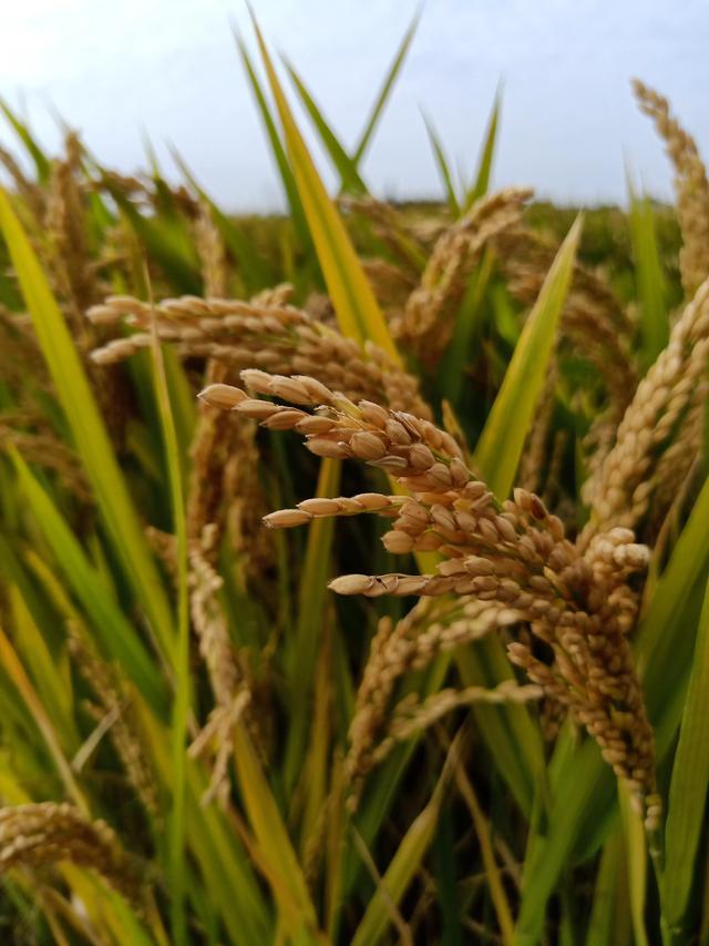 以前在校读书时候,一个老师说粳米是指藏久了的稻谷碾出来的米叫粳米