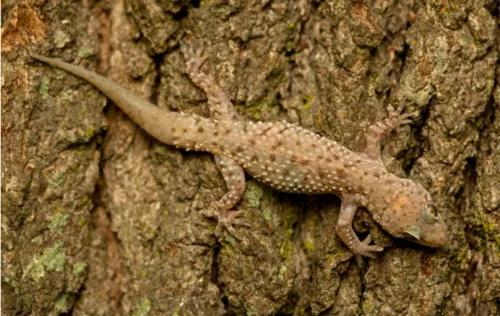 头条问答 为什么说壁虎是五毒之一 它有什么毒 529个回答