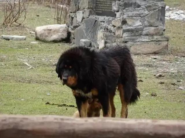 藏獒驴子打架视频播放:大型的纯种藏獒与鬣狗搏斗，无人类干预下，藏獒能打赢吗？