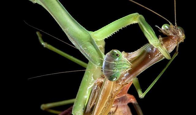 雌螳螂一定会吃掉自己的配偶吗，雌螳螂在交配时有捕食同类的现象，那么它会吃「别人的老公」吗