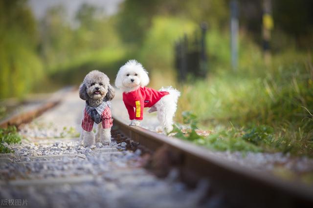 信鸽牌幼犬专用犬虫一扫光:你怎么看狗主人将自家狗当肉狗卖掉的行为？ 好的信鸽幼仔多少钱