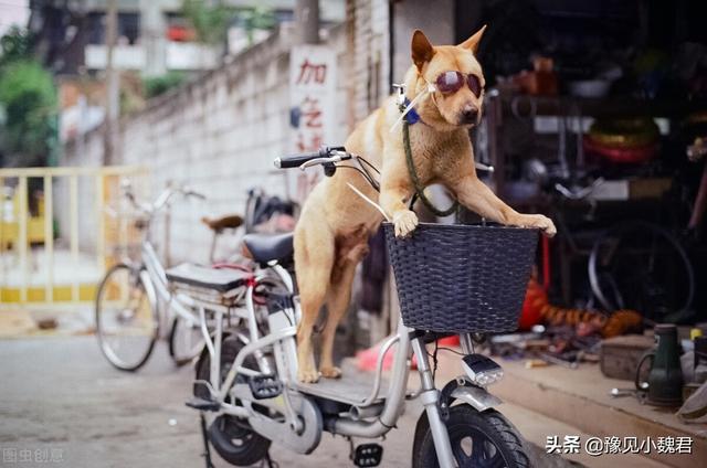 国外格力犬猎兔视频:打猎的狗，有哪些品种值得推荐？
