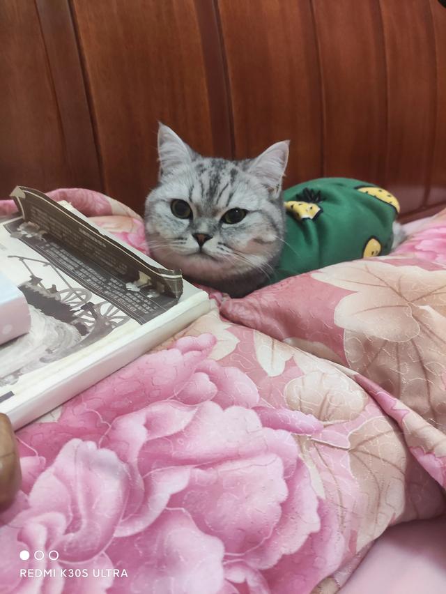 猫咪:大家真的能接受猫咪上床吗？