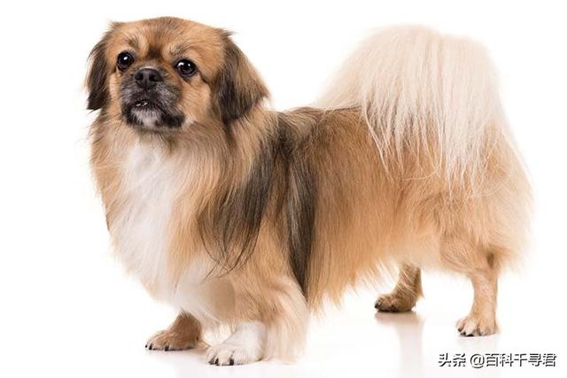 猛犬俱乐部重口视频:听说西藏有种袖狗，现在还有吗？长什么样？