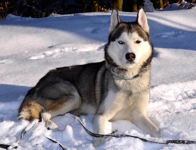 罗威拿犬容易生病吗:为什么有些人说不要随便养巴哥犬，什么导致的呢？