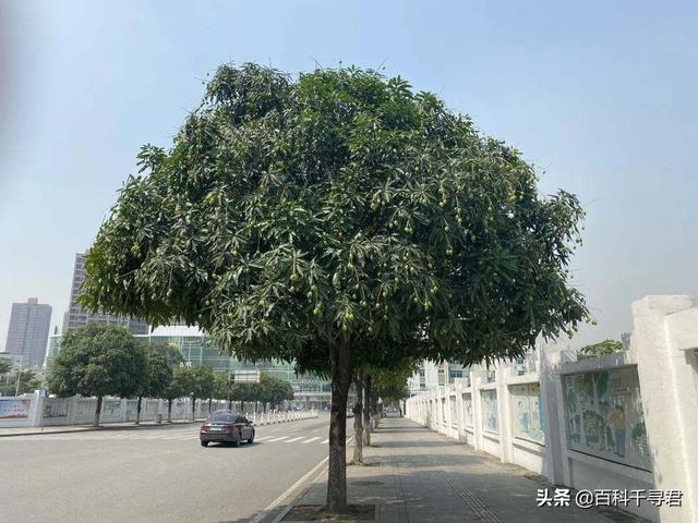 长芒杜英果实能吃吗:有谁知道这是什么植物的果实，粘粘的？