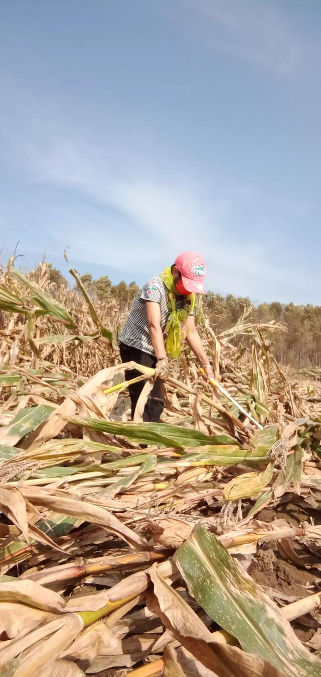 狗狗东西在我里面拔出不来了在线观看:离开李佳琦480天后，小助理付鹏过成了这样，他后悔了吗？