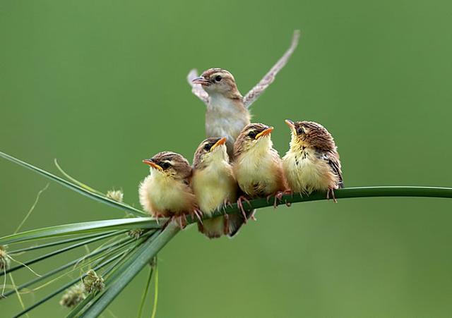 有关生物的奇闻趣事，有没有听说过一些关于狐狸的奇闻怪事可以分享吗