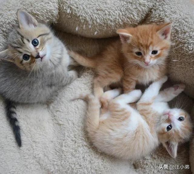 我们家猫咪快要生了，跟前跟后的一直望着我叫，给猫粮也不吃了。是什么原因？插图21