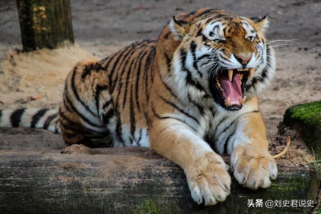 动物的尾巴有什么作用:老虎的尾巴有什么用？截掉的话对老虎有什么影响？