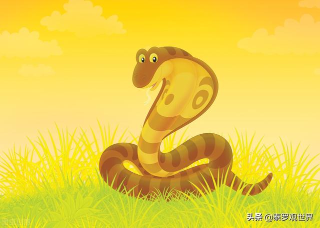 孟加拉眼镜蛇视频:眼镜蛇为什么不是百蛇之王？它的毒性不是很强吗？