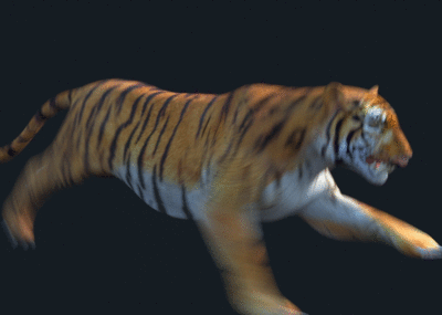 奔跑的老虎gif图片