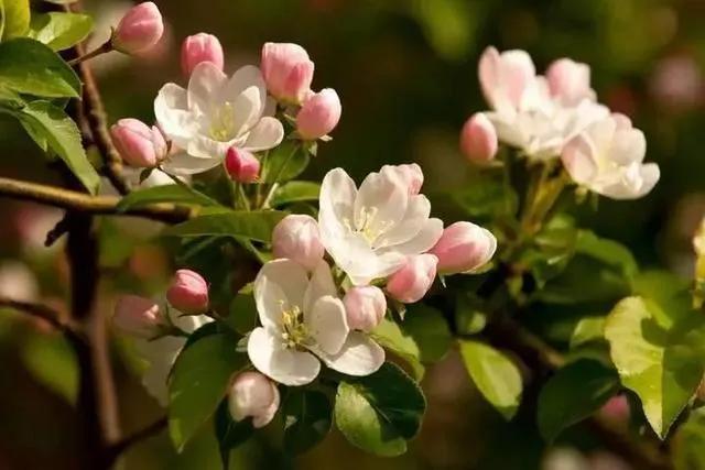 张爱玲说人生有三大遗憾：鲥鱼多刺、海棠无香、《红楼》未完，有什么深意？插图42