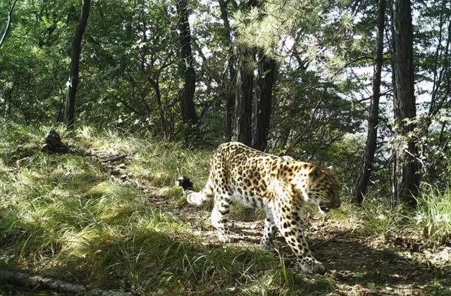 薮猫是猫还是豹，北京十渡发现“小豹子”，它有多危险