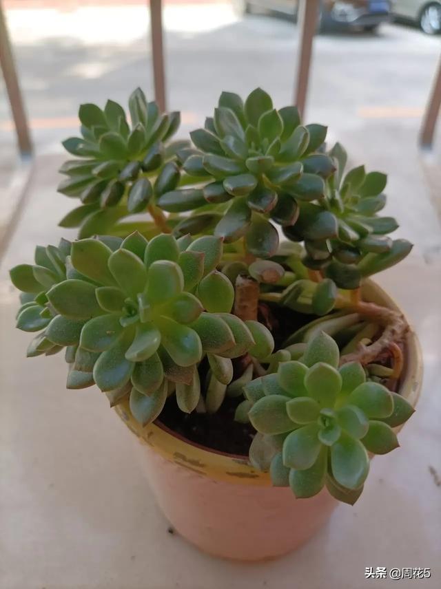 多肉植物的生长期与休眠期是什么时候？
