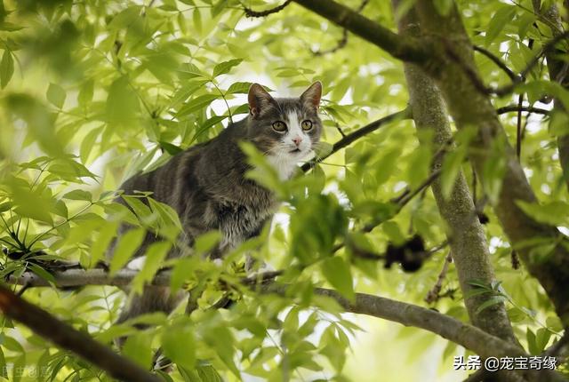 现在的家养猫一辈子不出门对他们来说真的好吗？插图45