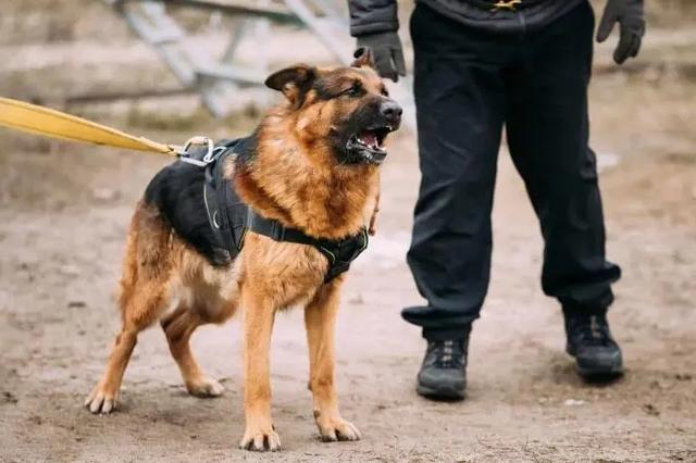 鬣狗vs比特犬:三只比特犬多久可以咬死一只苏门答腊虎？为什么？