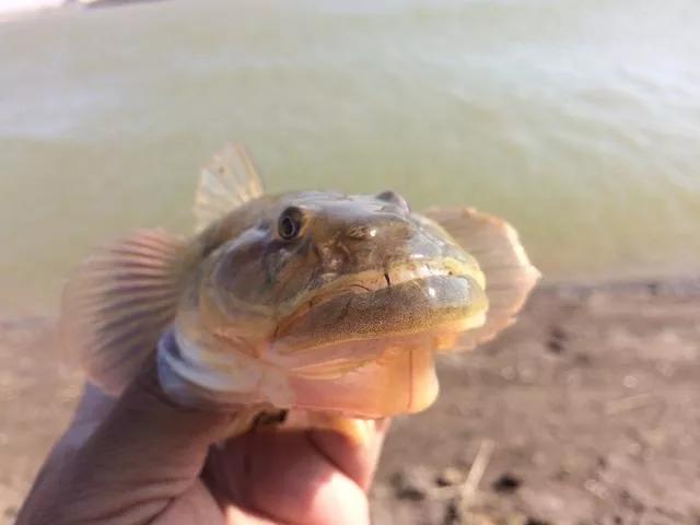 武汉有一种鱼叫土憨巴你知道是什么鱼吗