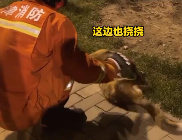 非洲大耳狐:罕见狐狸现身天津！撒娇卖萌，犹如妲己再世，为啥说这不是好事？