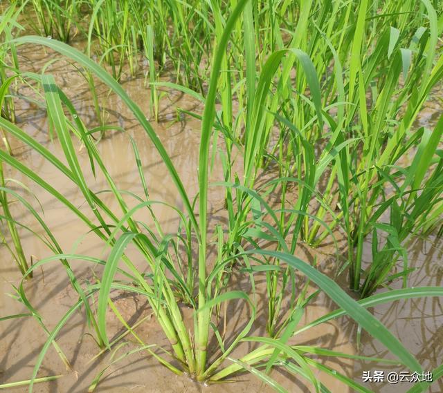 西里汉梗绝种:请问各位水稻种植户，最烦什么杂草？