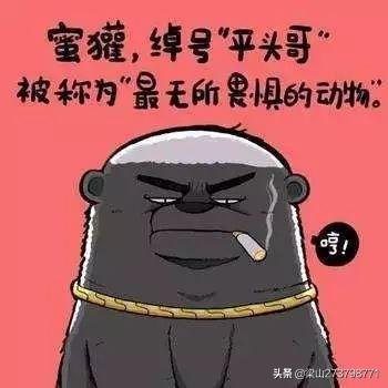 平头哥蜜獾图片:无所畏惧的蜜獾，它的战斗力有多强？