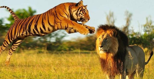 非洲豹溜冰鞋:如果把100只老虎放在非洲大陆，会不会取代狮子的地位？