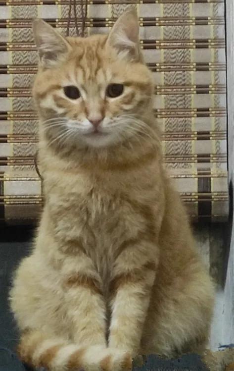 乌克兰巨猫:世界上体型最大的猫是哪种猫？为什么？